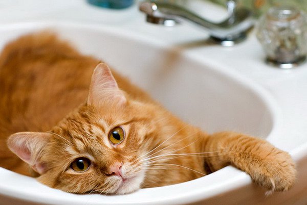 貓洗澡