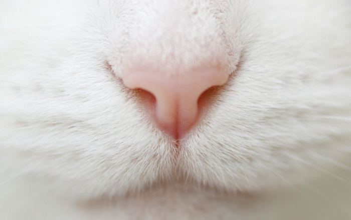 台中貓旅館-貓咪鼻子