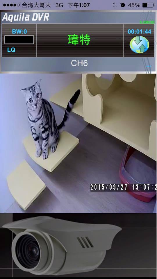 貓咪視訊